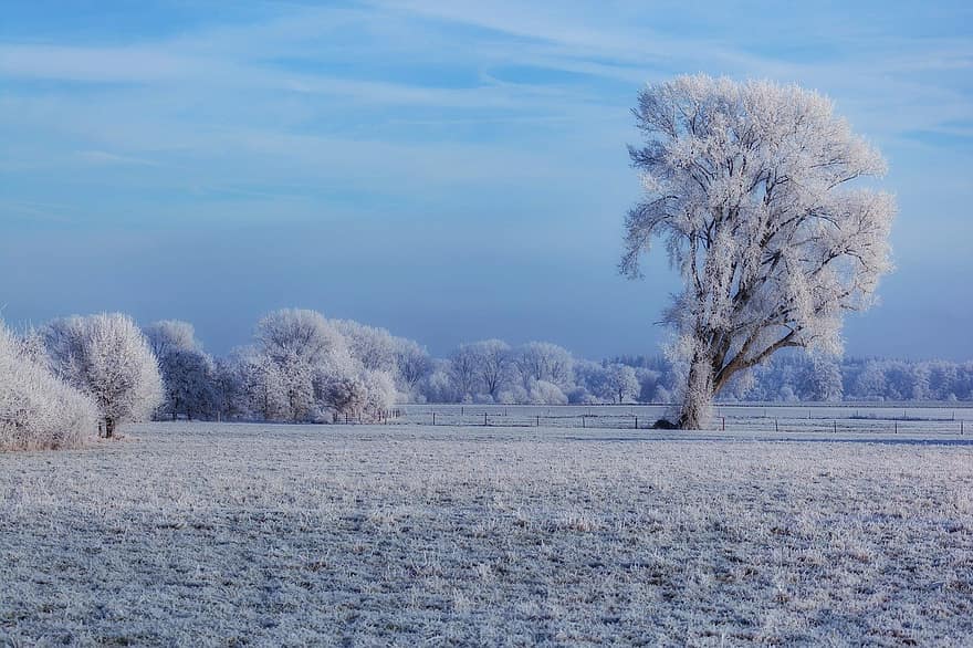 kış, alan, kış manzara, doğa, ağaç, don, buz, sezon, kar, peyzaj, mavi