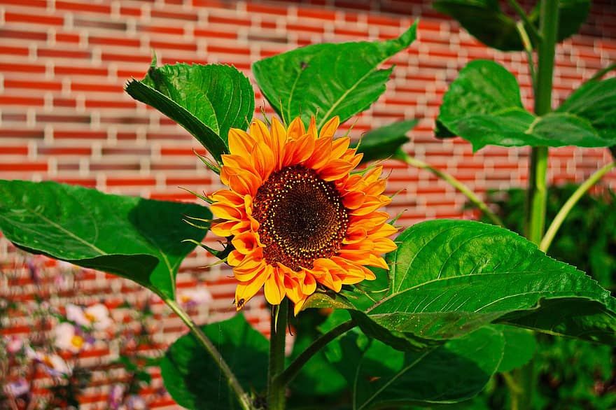 bunga matahari, Jeruk, musim panas, alam, menanam, mekar, berkembang, taman, dekorasi, flora