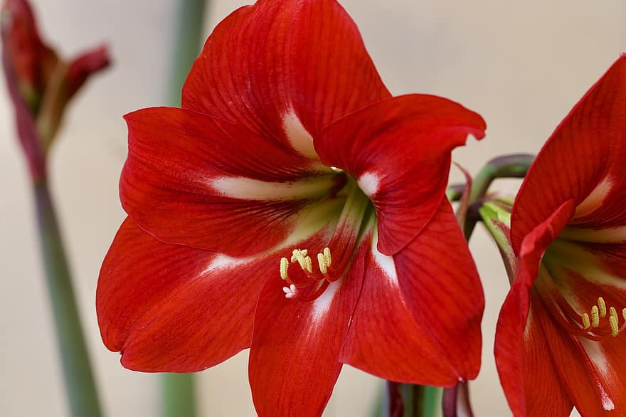 Amaryllis, Flower, Plant, Red Flower, Petals, Bloom, Spring, Nature, Flora, close-up, leaf