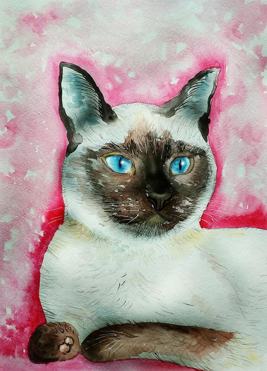 katė, portretas, siam, siamo katė, Katės portretas, mėlynos akys, naminių gyvūnėlių, mielas, augintiniai, skaičius, iliustracija