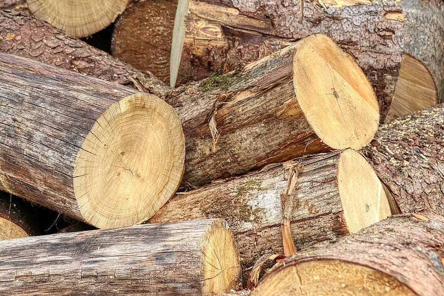 drewno, log, drzewo, las