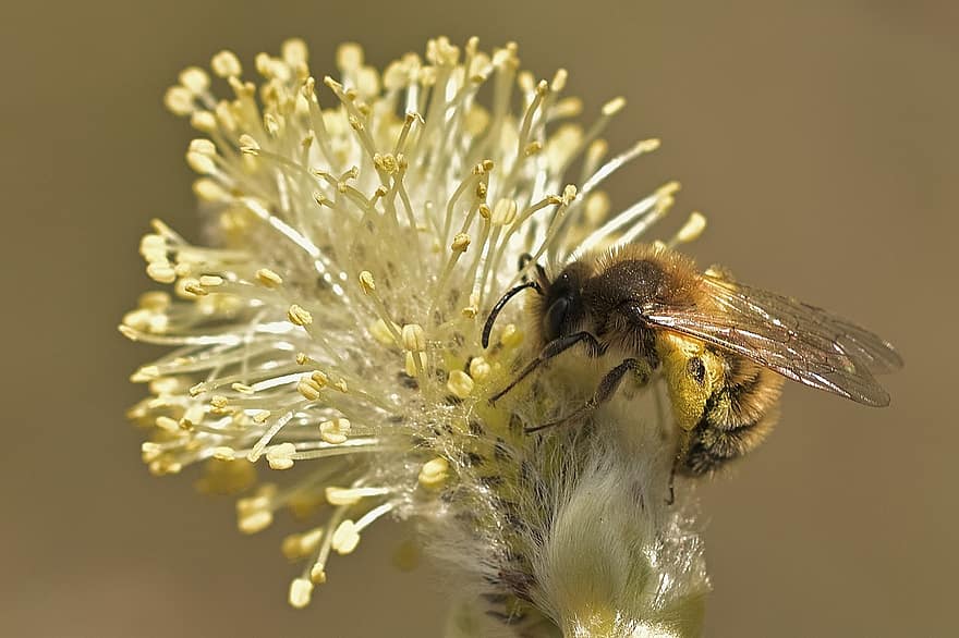 मधुमक्खी, विलो कैटकिन, फूल, कीट, विलो, पौधा, वसंत, स्प्रिंग जागृति, बगीचा, प्रकृति