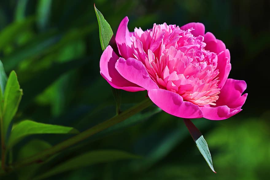 пион, цветок, розовый пион, розовый цветок, лепестки, розовые лепестки, цветение, цвести, Флора, природа