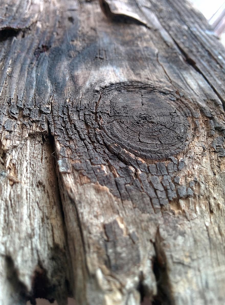 strom, dřevo, Příroda, textura, detail, pozadí, starý, vzor, prkno, kmen stromu, les