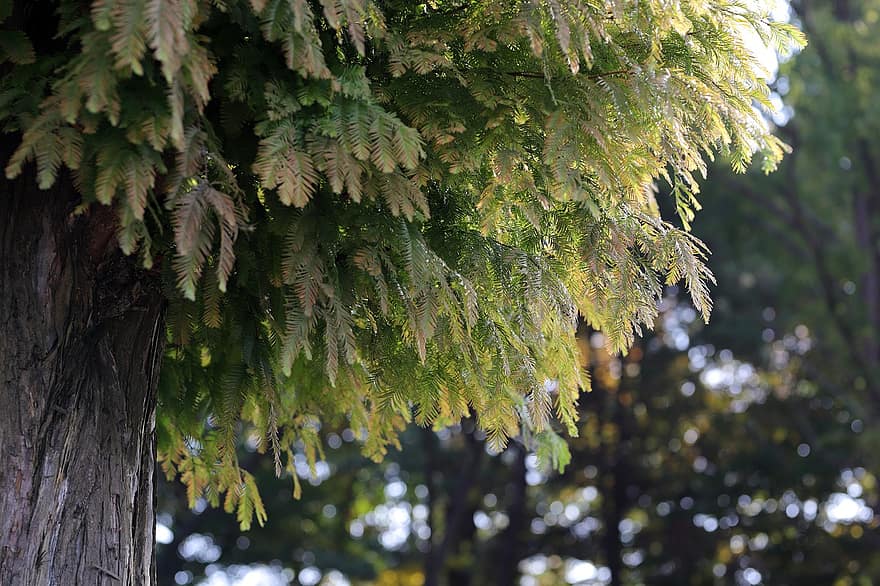 Metasequoia, natur, efterår, blade