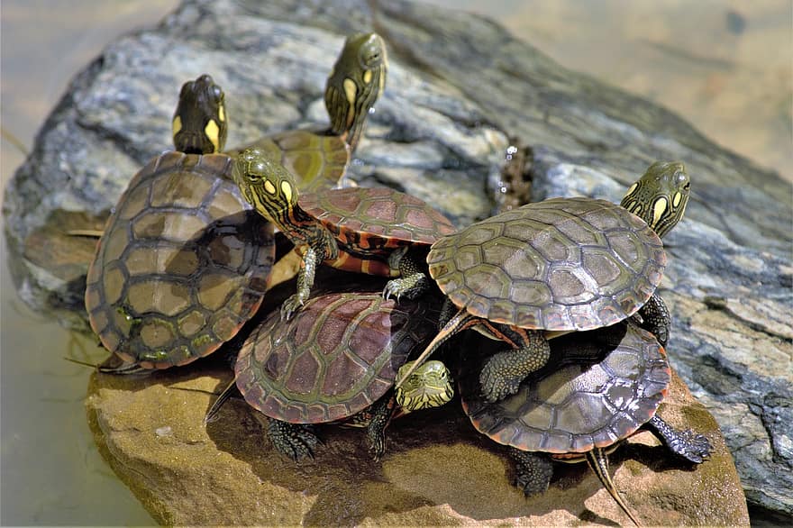 les tortues, sauvage, bébé, peint, six, empilés, nouveau-nés, Jeune, ensoleillement, coloré, reptile