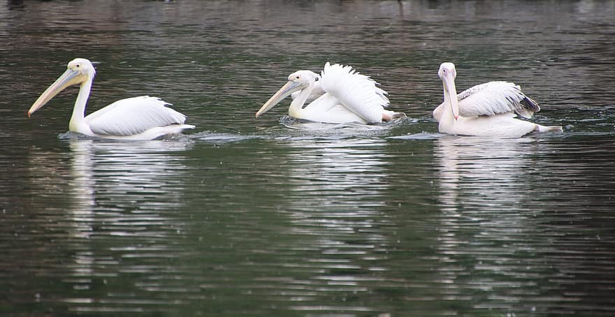 pelicans, ocells, aus d'aigua, aus aquàtiques, fauna, bec, plomes, plomatge, estany, aigua