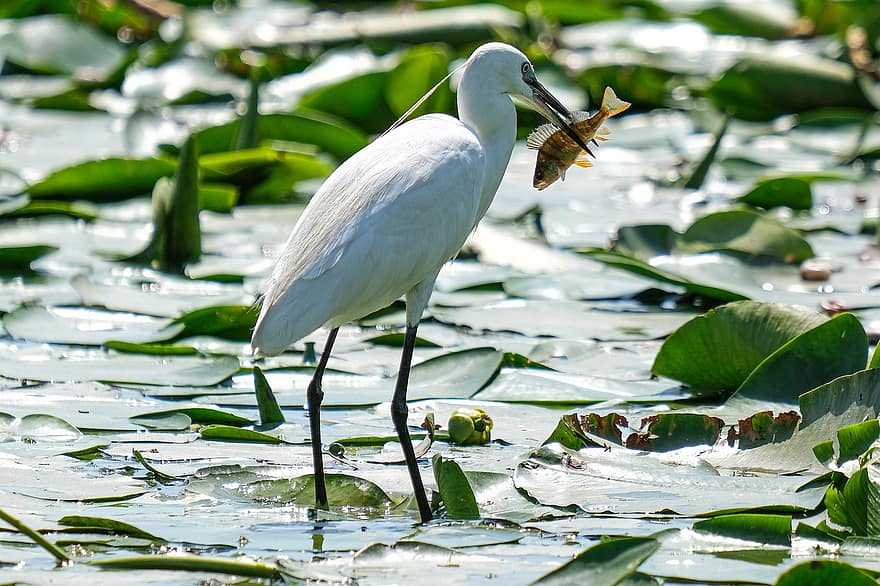 Little Egret, Birdwatching, Danube Delta, Romania, Mahmudia, Carasuhatarea, Birdsgraphy, Birds, Boattrips, Conservation, Ecology