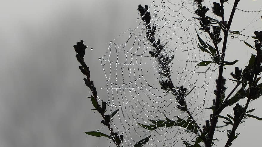 거미줄, 이슬 방울, 자연, 매크로, 검정색과 흰색, 닫다, 하락, 잎, 식물, 이슬, 거미