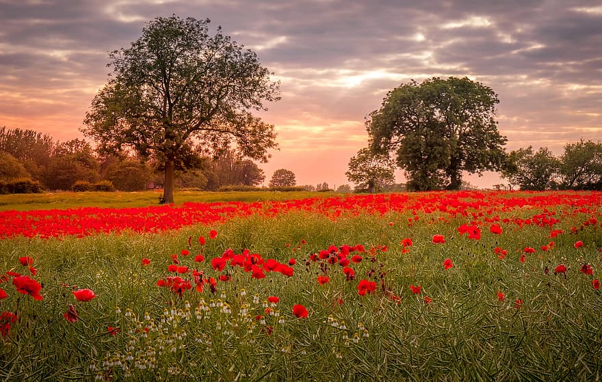 Ackworth, cánh đồng anh túc, những bông hoa, Thiên nhiên, yorkshire, sự hồi tưởng, ngày, hoa anh túc, cánh đồng, mùa hè, đỏ