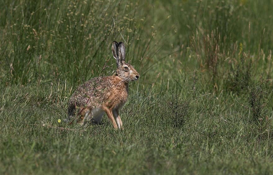 Brown Hare, European Hare, Rabbit, Mammal, Animal, Wildlife, grass, animals in the wild, cute, rodent, fur