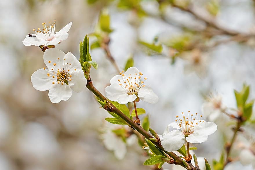 Cherry Blossoms, Flowers, Spring, White Flowers, Bloom, Blossom, Branch, Tree, Cherry Tree, Nature