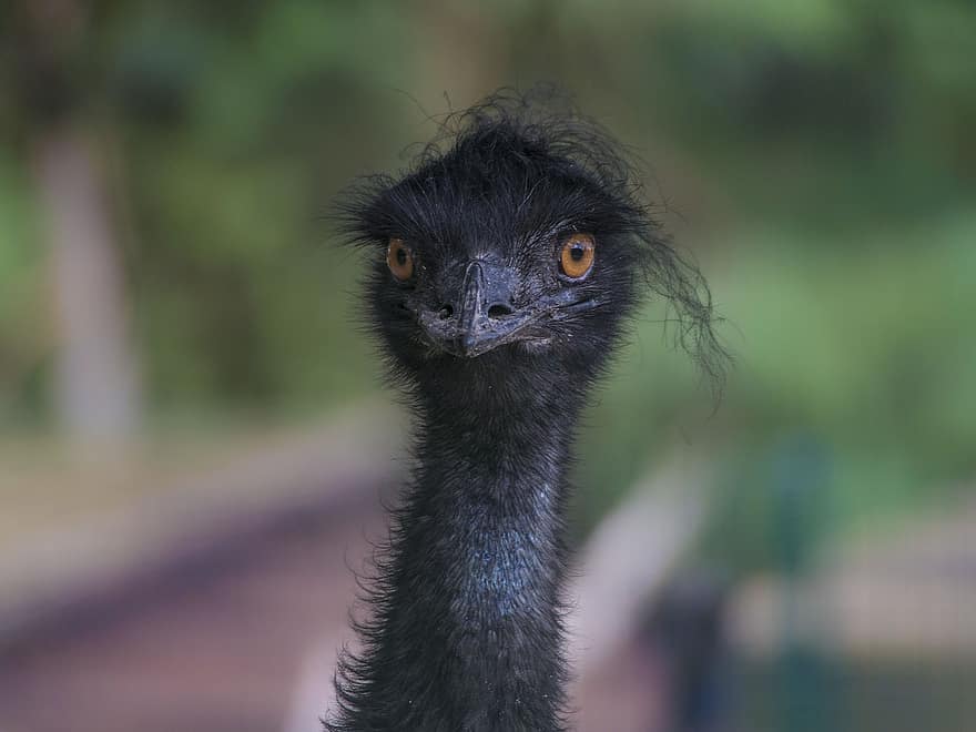 emu, pták, hlava, zvíře, nelétavý pták, volně žijících živočichů, peří, zobák, Příroda