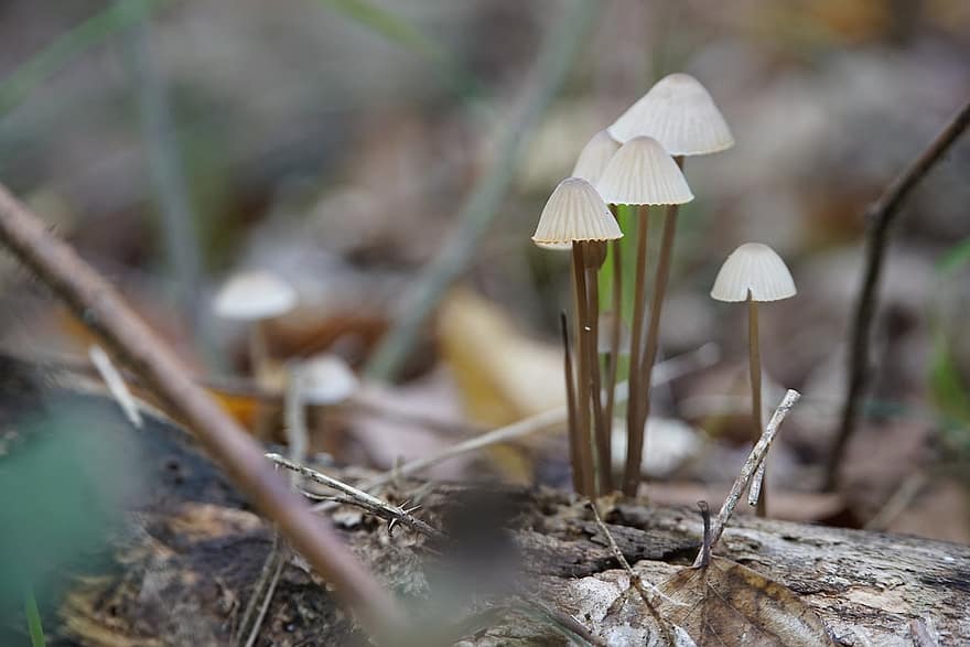 грибы, лесная земля, маленькие грибы, лесные грибы, спор, губка, грибок, плодоносящее тело, грибковые виды, Виды грибов, микология