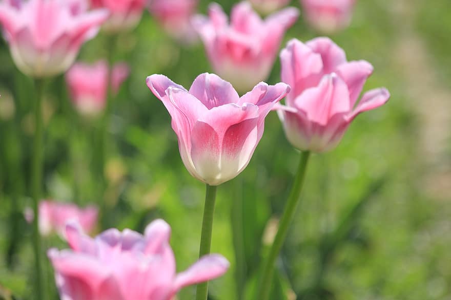 tulipány, květiny, rostlin, okvětní lístky, jaro, růžový květ, květ, zahrada, Příroda, detailní, 분홍