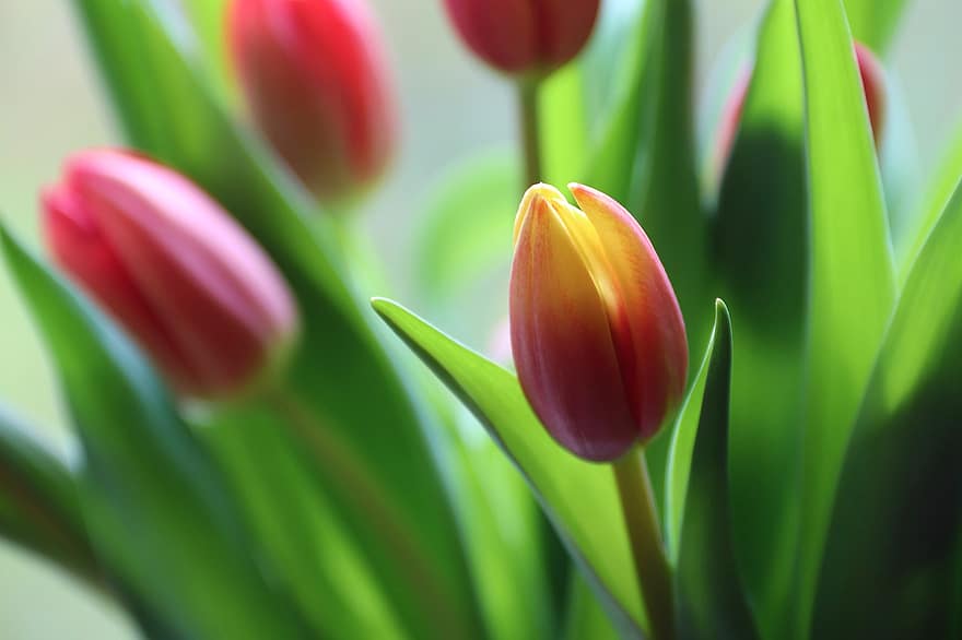 Hoa tulip, những bông hoa, nở hoa, hệ thực vật, nghề trồng hoa, nghề làm vườn, thực vật học, Thiên nhiên, cây, cây có hoa, mùa xuân