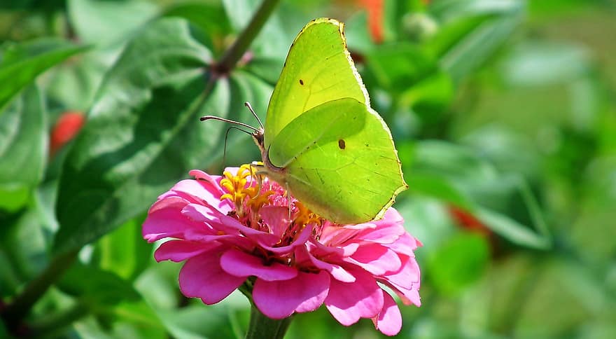 kupu-kupu, serangga, sayap, bunga-bunga, zinnia, musim panas, taman, merapatkan, menanam, daun, bunga