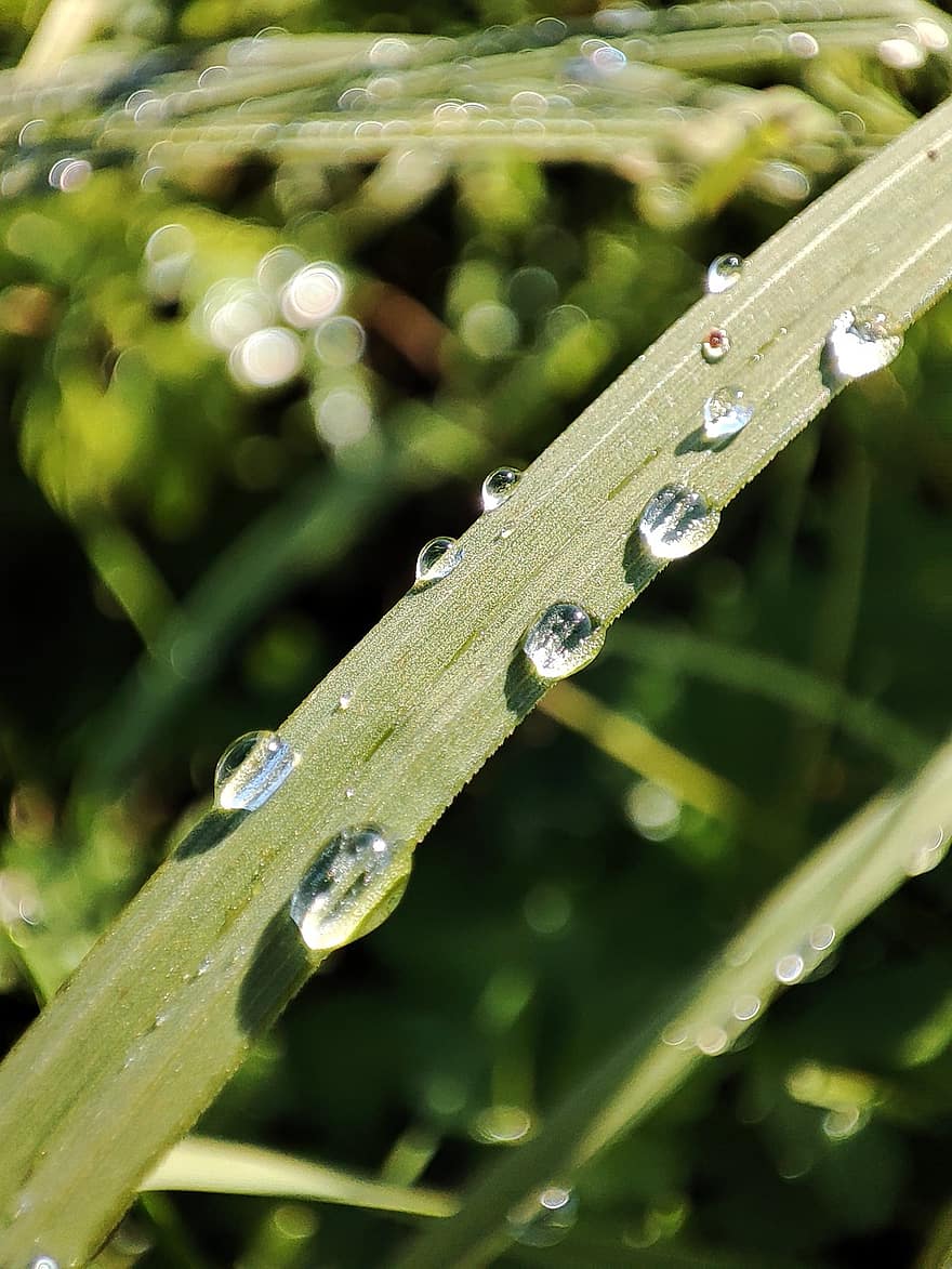 Grass, Dewdrops, Morning Dew, Nature