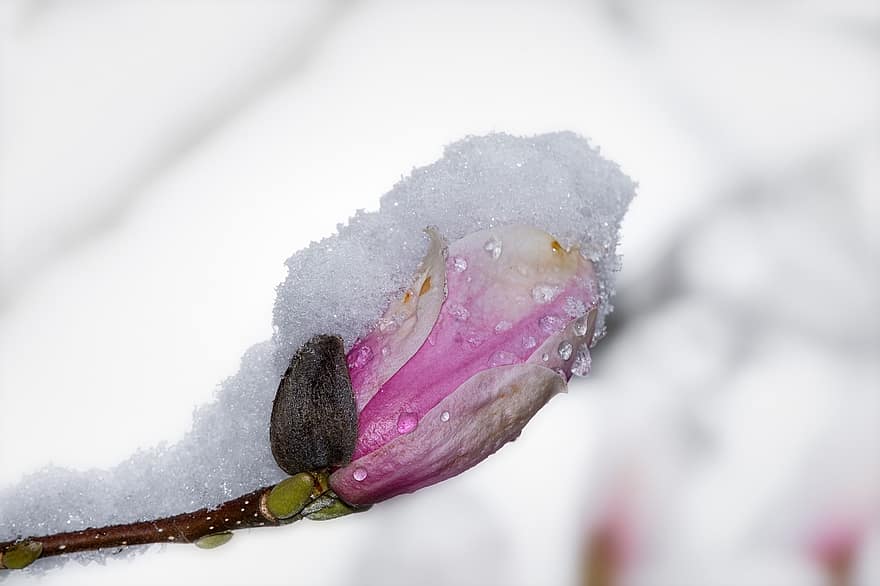 magnólie, Poupě, mráz, květ magnolie, květ, jaro, sníh, zimní