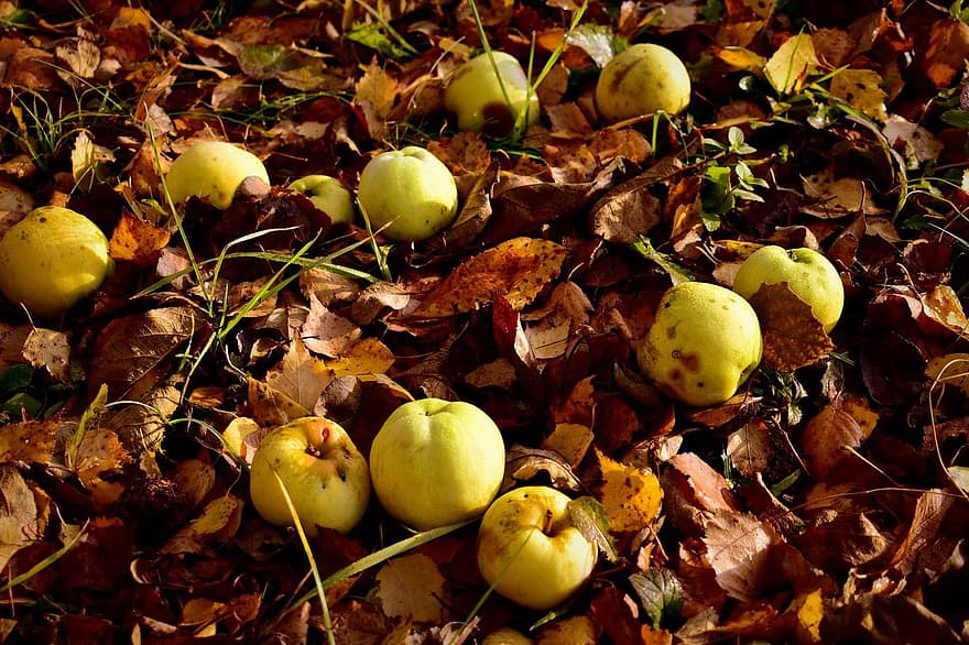 manzanas, otoño, huerta