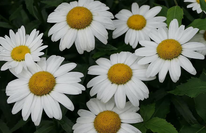 madeliefjes, bloemen, witte madeliefjes, witte bloemen, tuin-, bloemblaadjes, witte bloemblaadjes, bloeien, bloesem, flora, bladeren