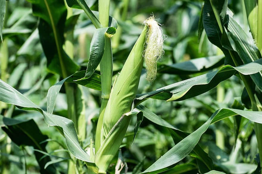Maize, Plant, Corn, Agriculture, Food, Nature, Field, Crop, Cornfield, Harvest, Summer
