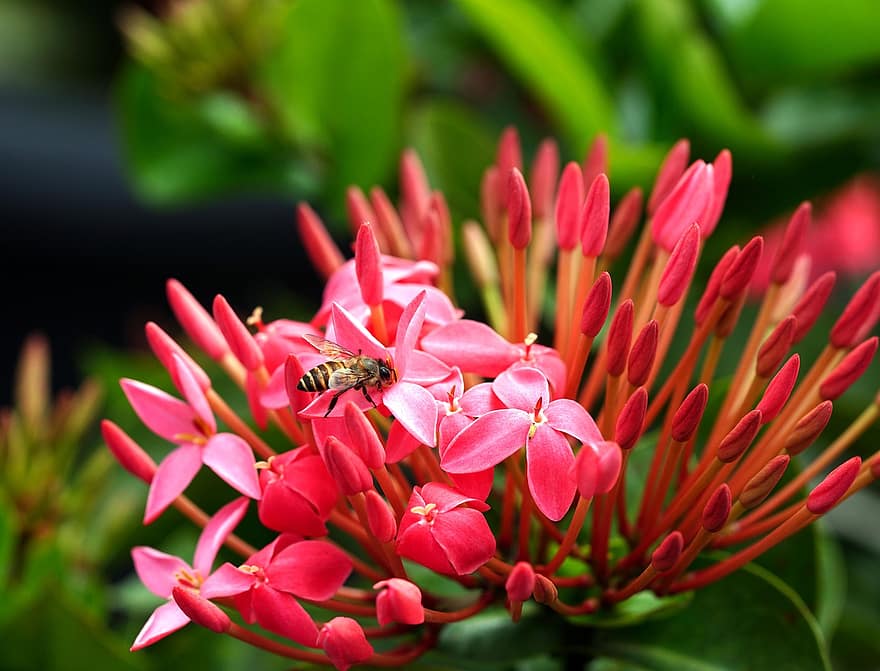 Blume, Honigbiene, Bestäubung, Entomologie, Asoca, Flora, Natur