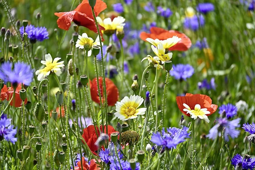 savvaļas ziedu pļava, ziedi, krāsains