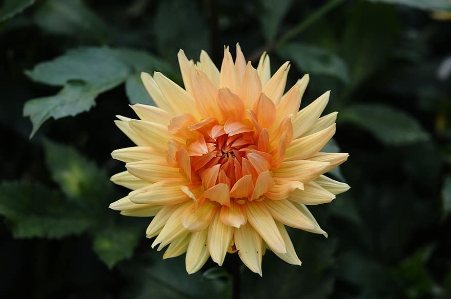 Dahlia, Flower, Foliage, Leaves, Blossoming, Blooming, Plants, Botany, Garden, Nature, Flora