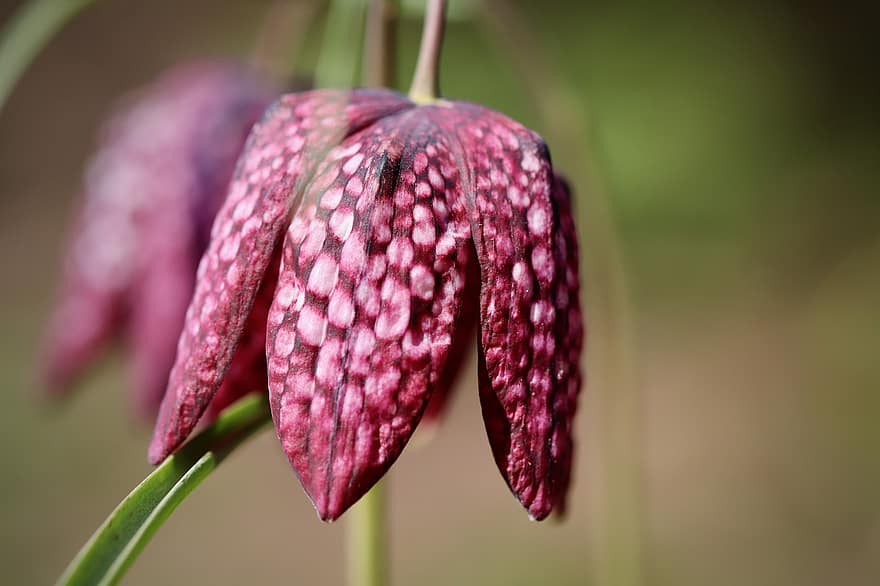 Snake's Head Fritillary, Flowers, Plant, Fritillaria Meleagris, Checkered, Chequered, Petals, Bloom, Blossom, Flora, Nature
