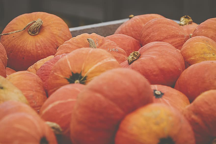 podzim, dýně, Pozadí, zemědělství, jídlo, squash, zahrada, oranžový, náplast, říjen, sezóna