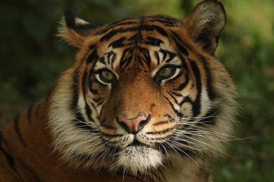 tigris, állat, emlős, nagy macska, vadállat, csíkok, fej, vadvilág, fauna, vadon, természet