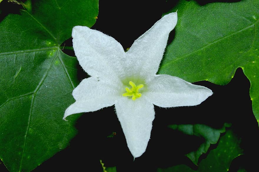Ivy Tykev, květ, rostlina, bílá květina, okvětní lístky, listy, zahrada, Příroda
