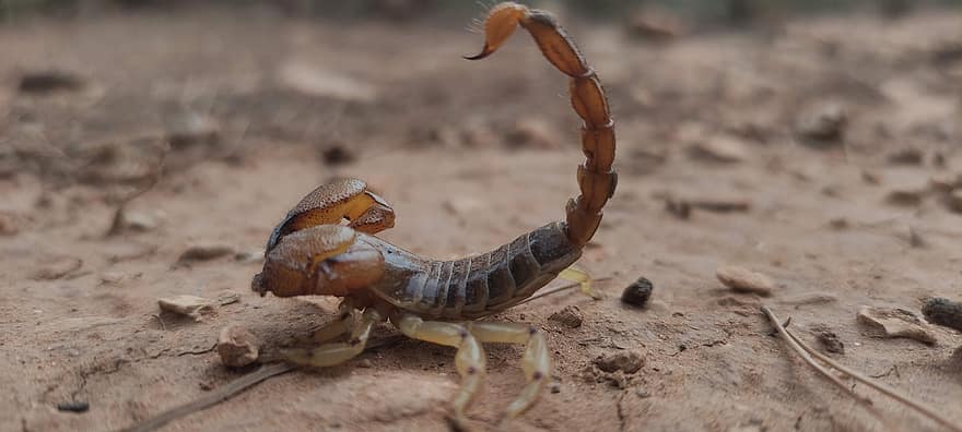 gyvūnas, skorpionas, rūšis, padaras, Chelicerata