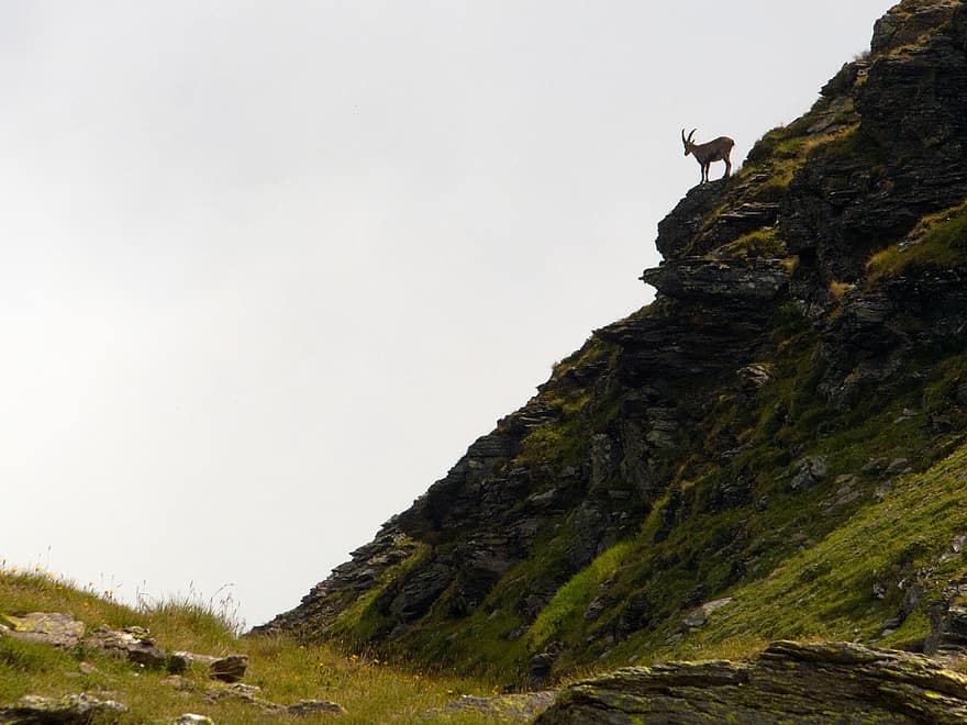 альпийский козерог, гора, Альпы, млекопитающее, природа, горный козел, антилопа штейнбок, Bouquetin