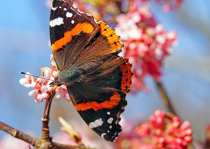 papillon amiral rouge, papillon, fleurs, insecte, ailes, plante, printemps, jardin, la nature