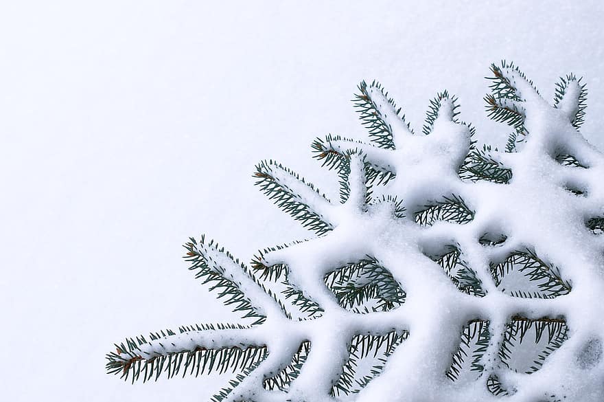 jedle, tannenzweig, sníh, zasněžený, zimní, jehličnatý strom, evergreen