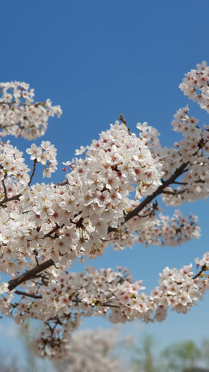 桜の花、フラワーズ、春、シーズン、花、自然、咲く、成長