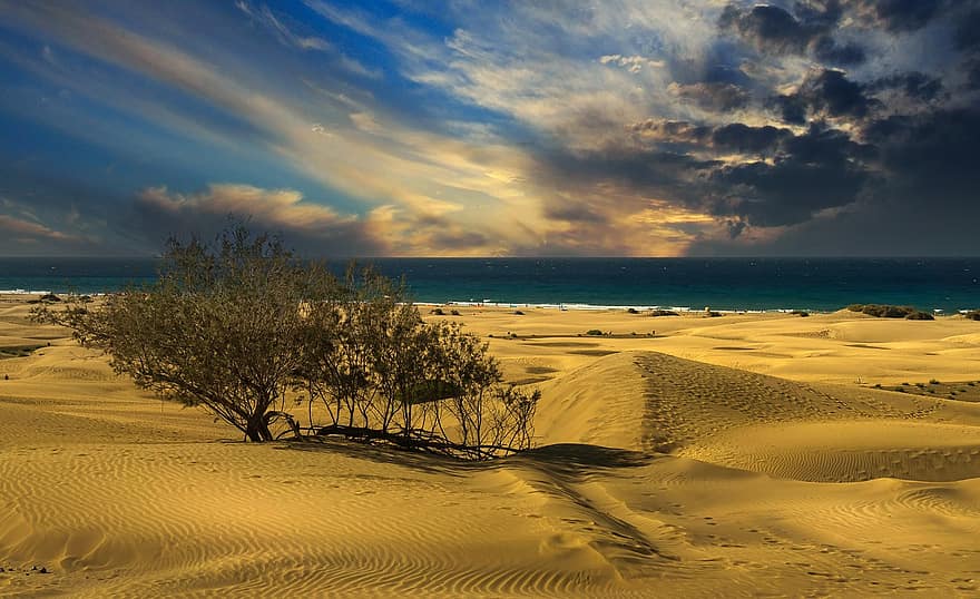 dunes de sable, des arbres, Gran Canaria, atlantique, les vacances, la nature, paysage, le sable, dune de sable, le coucher du soleil, été