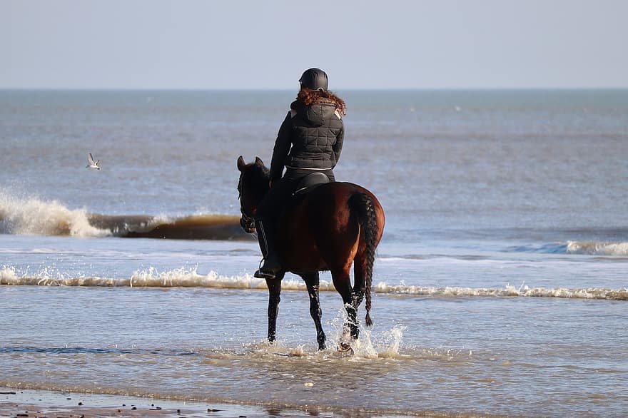 Horse, Horse Riding, Sea, Equestrian, Sports, North Sea, sport, horseback riding, water, summer, men