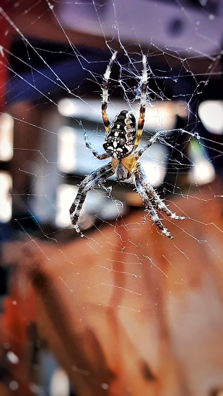 edderkop, insekt, web, edderkoppespind, arachnid