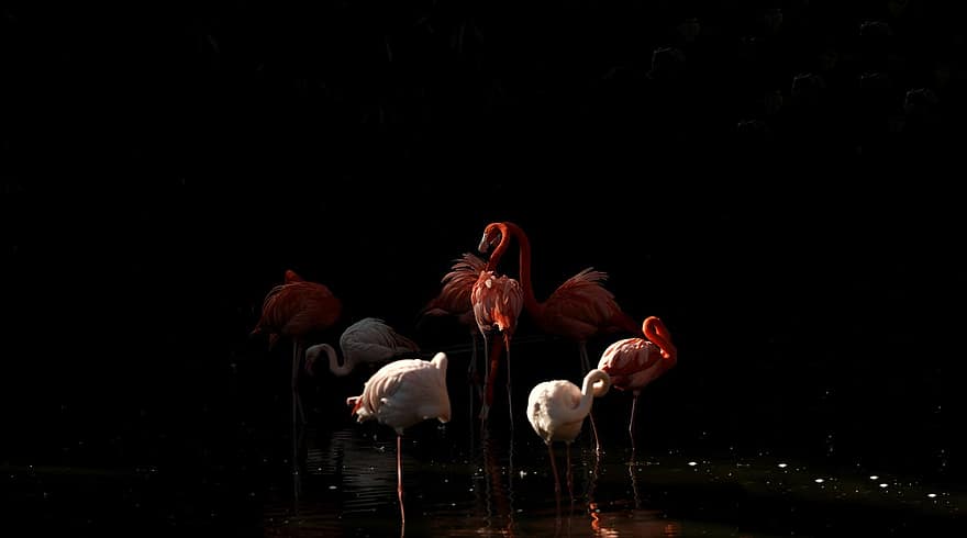 fugler, flamingo, ornitologi, arter, fauna, avian, dyr