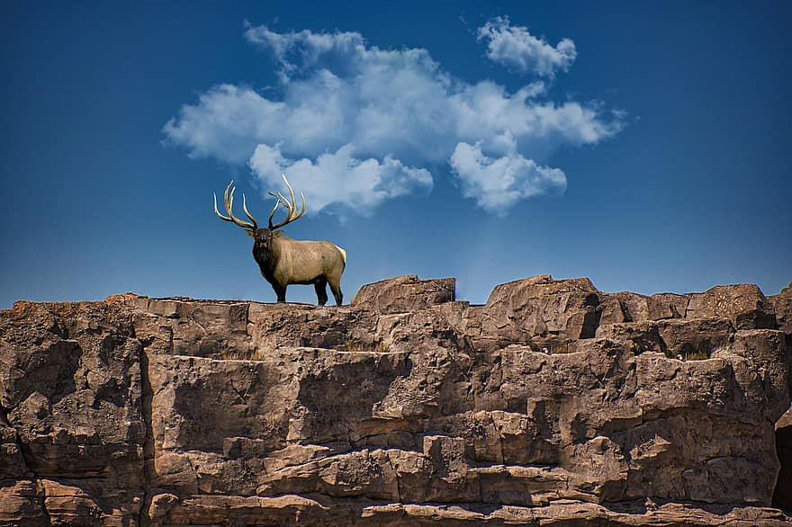 Background, Mountains, Cliff, Clouds, Elk, deer, animals in the wild, blue, winter, mountain, season
