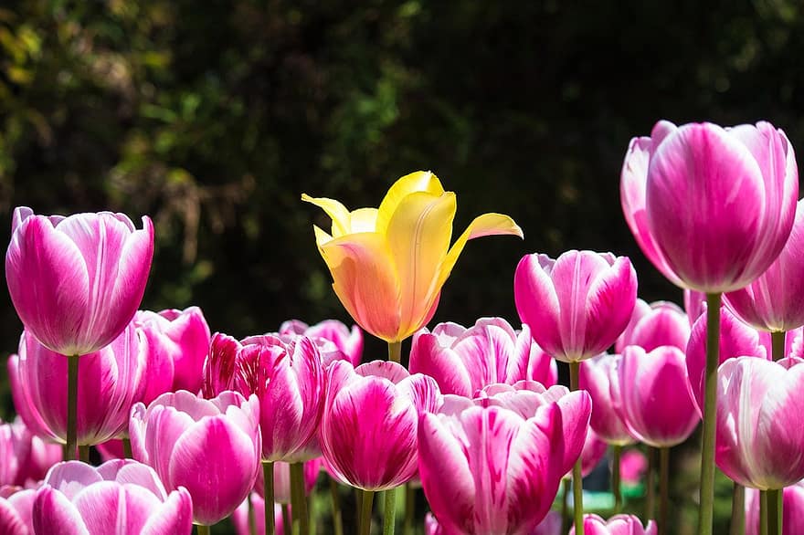 flors, tulipes, jardí, destacant, primavera, colors, tulipa, flor, planta, cap de flor, pètal