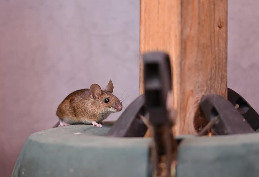 ratón de la casa, ratón, ratón de cola larga, nager, roedor, ojos de botón, pequeña, curiosidad, criatura, animal, linda