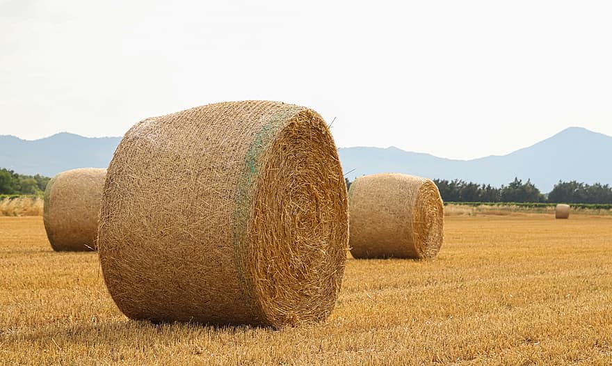 Hay, Field, Straw, Agriculture, Grain, Harvest, Summer, Rural, Cultivate, Grindstones, Nature