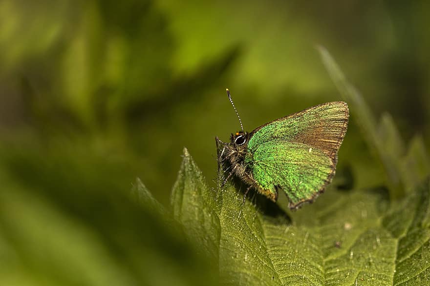 žaliuojantis žiogas, drugelis, lapai, vabzdys, sparnai, lepidoptera, pobūdį, žalias, mažas, Iš arti, makro