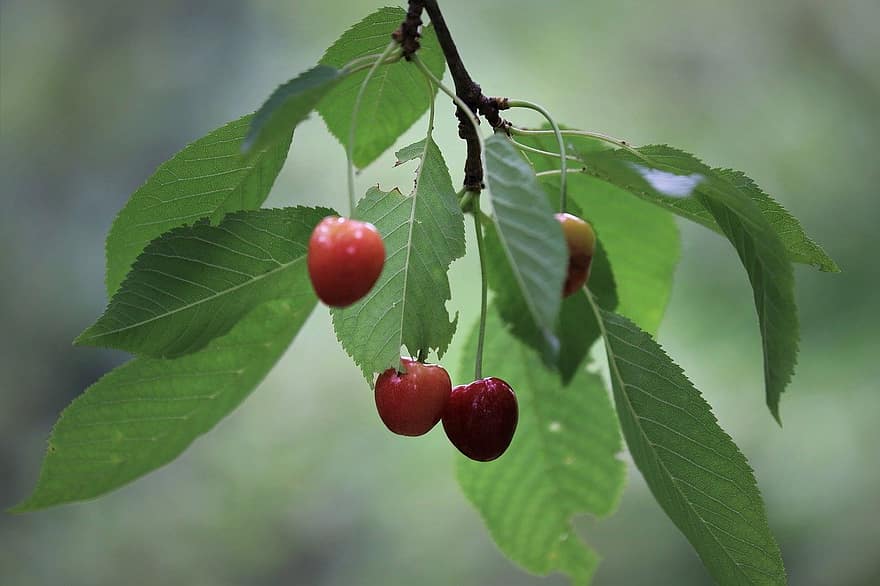 вишни, череши, плодове, пружина, листо, свежест, зелен цвят, едър план, растение, лято, клон