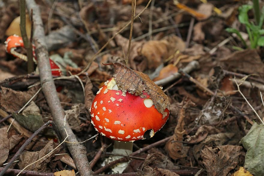 гриб, грибок, мухомор, муха мухомор, червоний гриб, отруйний, листя, природи, осінь, падіння