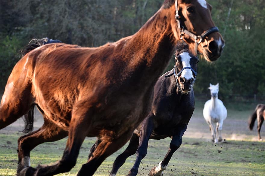 лошадь, животное, млекопитающее, лошадиный, жеребец, Бег, грива, хвост, природа, коричневая лошадь, ранчо